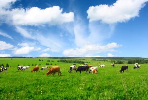 Improving Dairy Farm Efficiencies for Milk Cooling and Water Heating